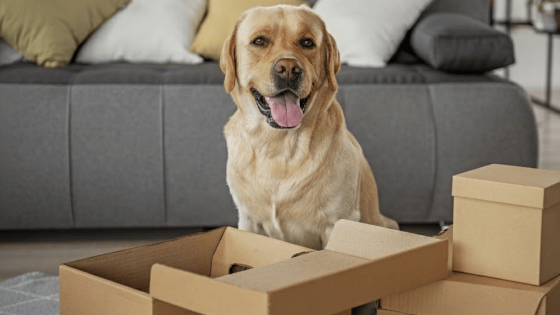 preparing your pet before the move