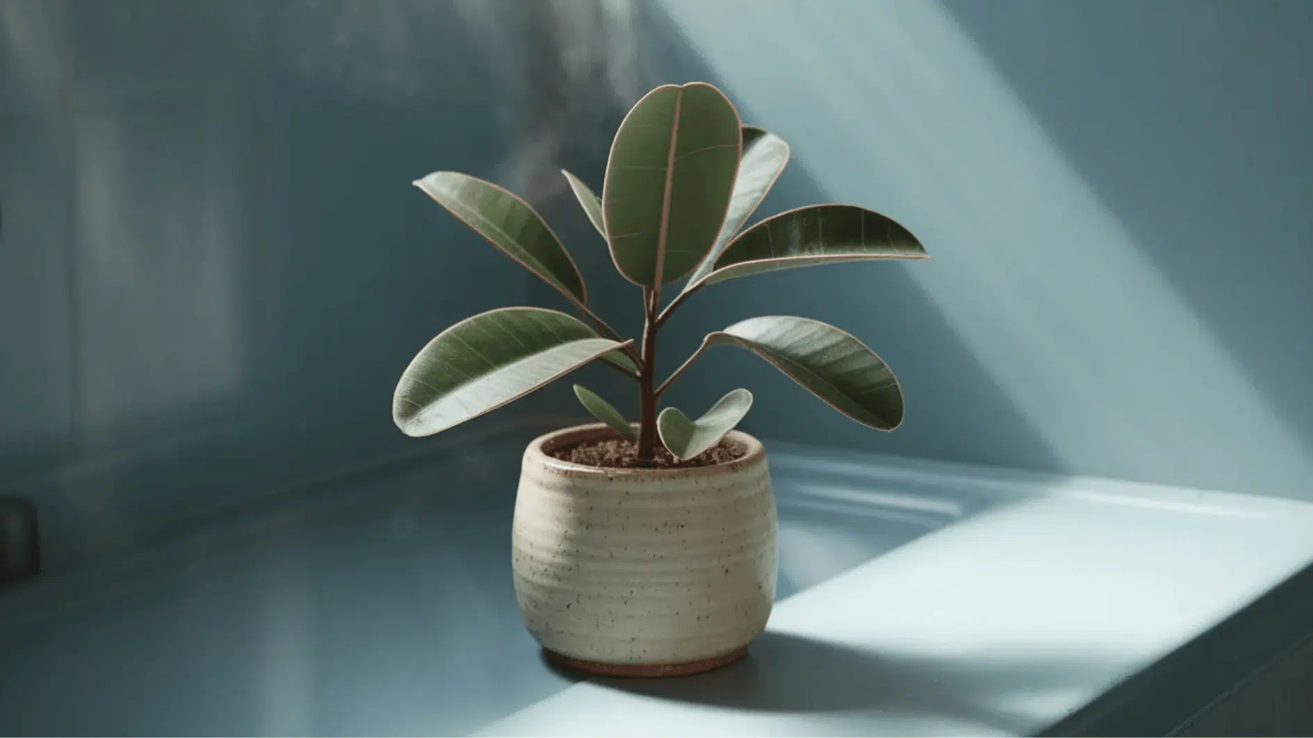 baby rubber plant in small ceramic pot on windowsill, soft sunlight highlighting thick green leaves indoors