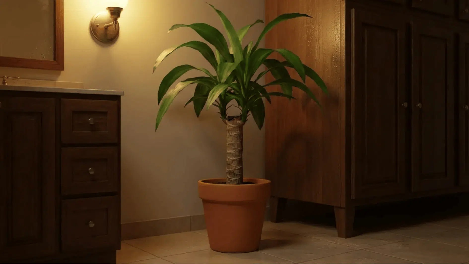 corn plant (dracaena fragrans) in terracotta pot on bathroom floor, glossy green leaves brightening warm indoor space
