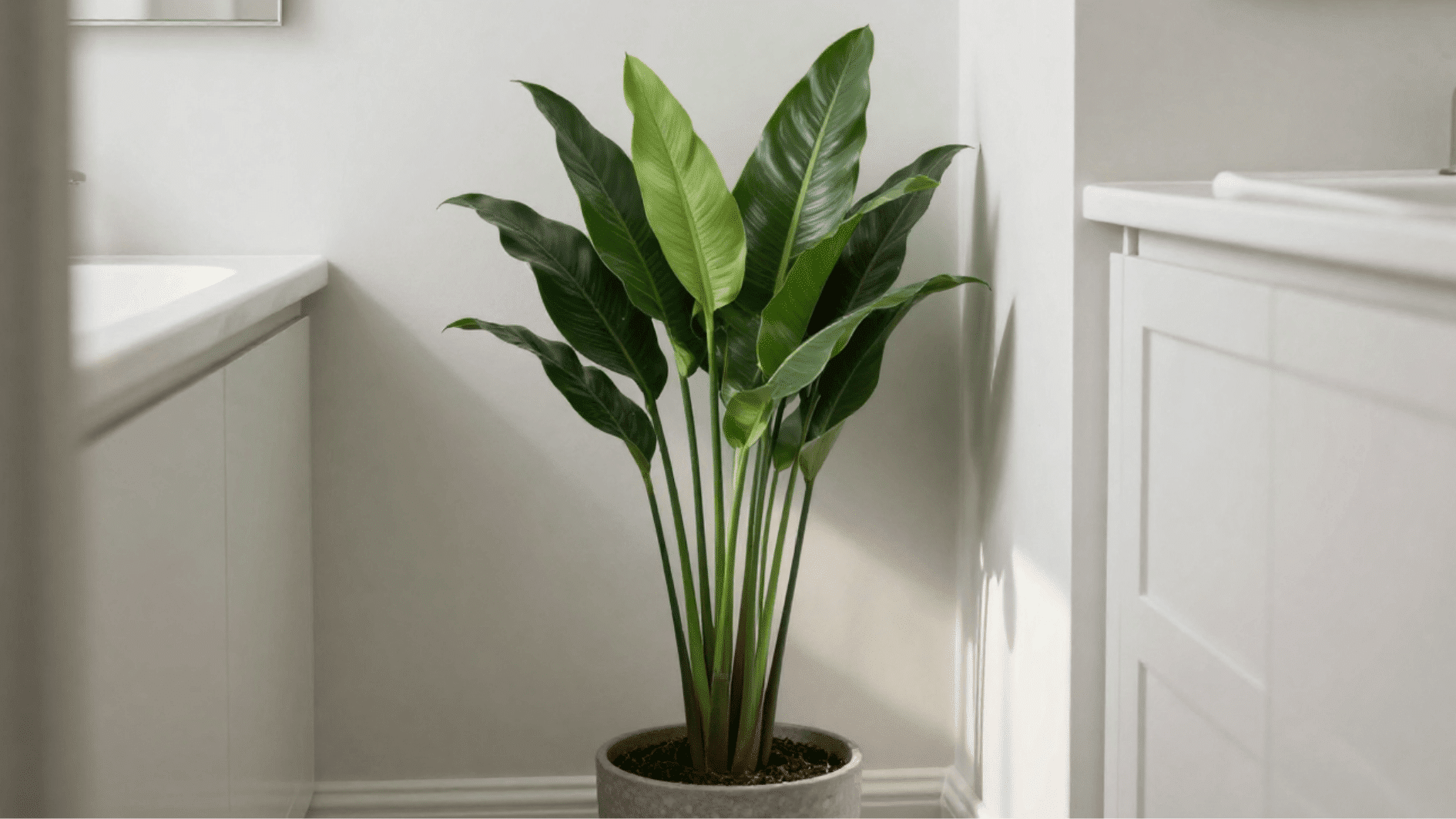dracaena janet craig plant in gray pot placed between bathroom cabinets, adding fresh greenery to a bright modern space