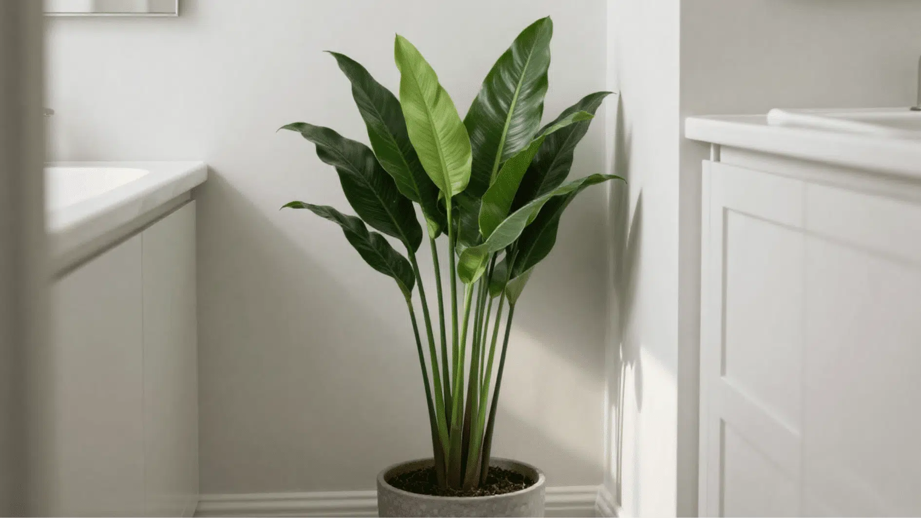 dracaena janet craig plant in gray pot placed between bathroom cabinets, adding fresh greenery to a bright modern space