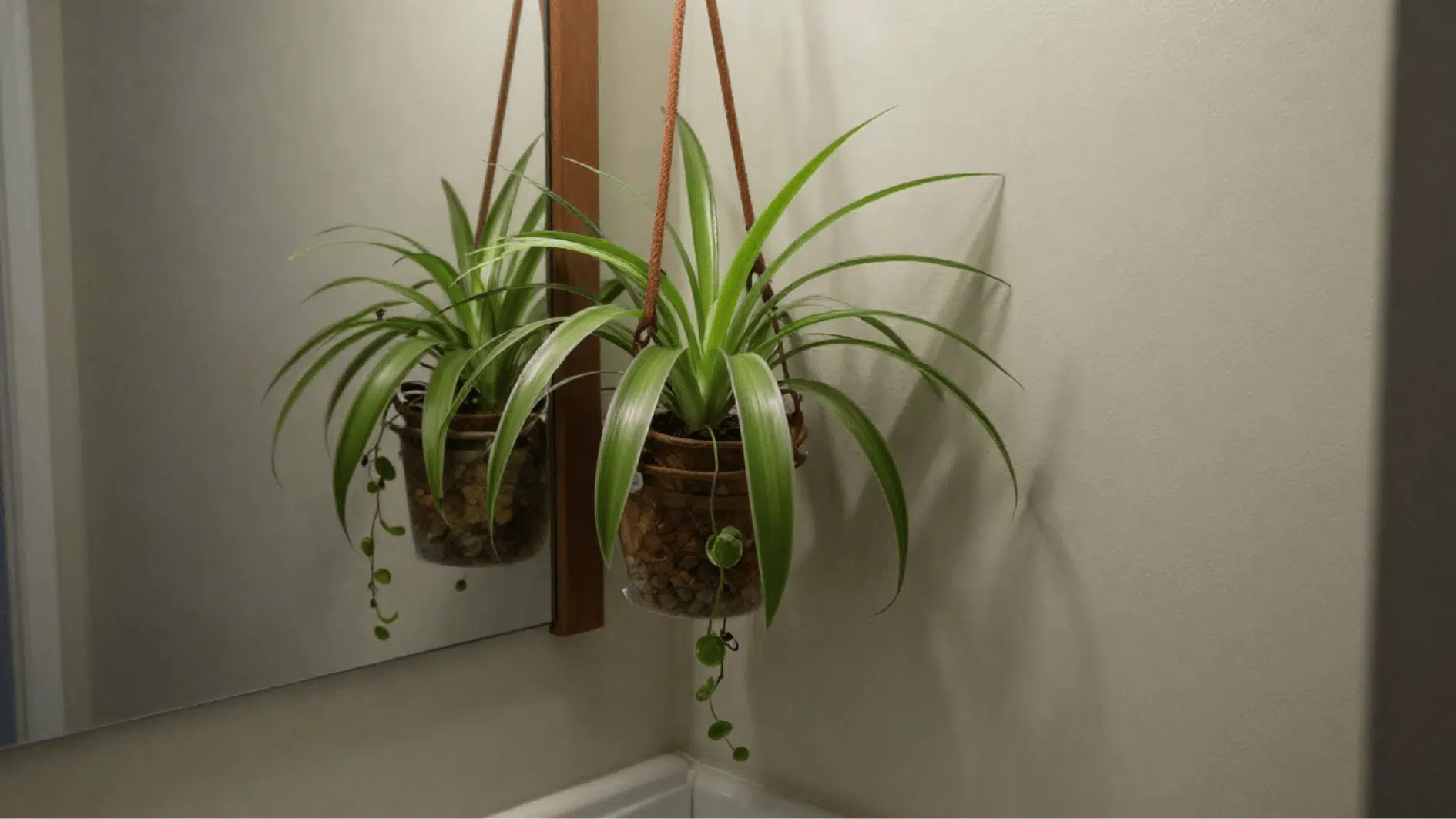 hanging spider plant in clear pot with pebbles near bathroom mirror, arching green leaves adding fresh indoor greenery