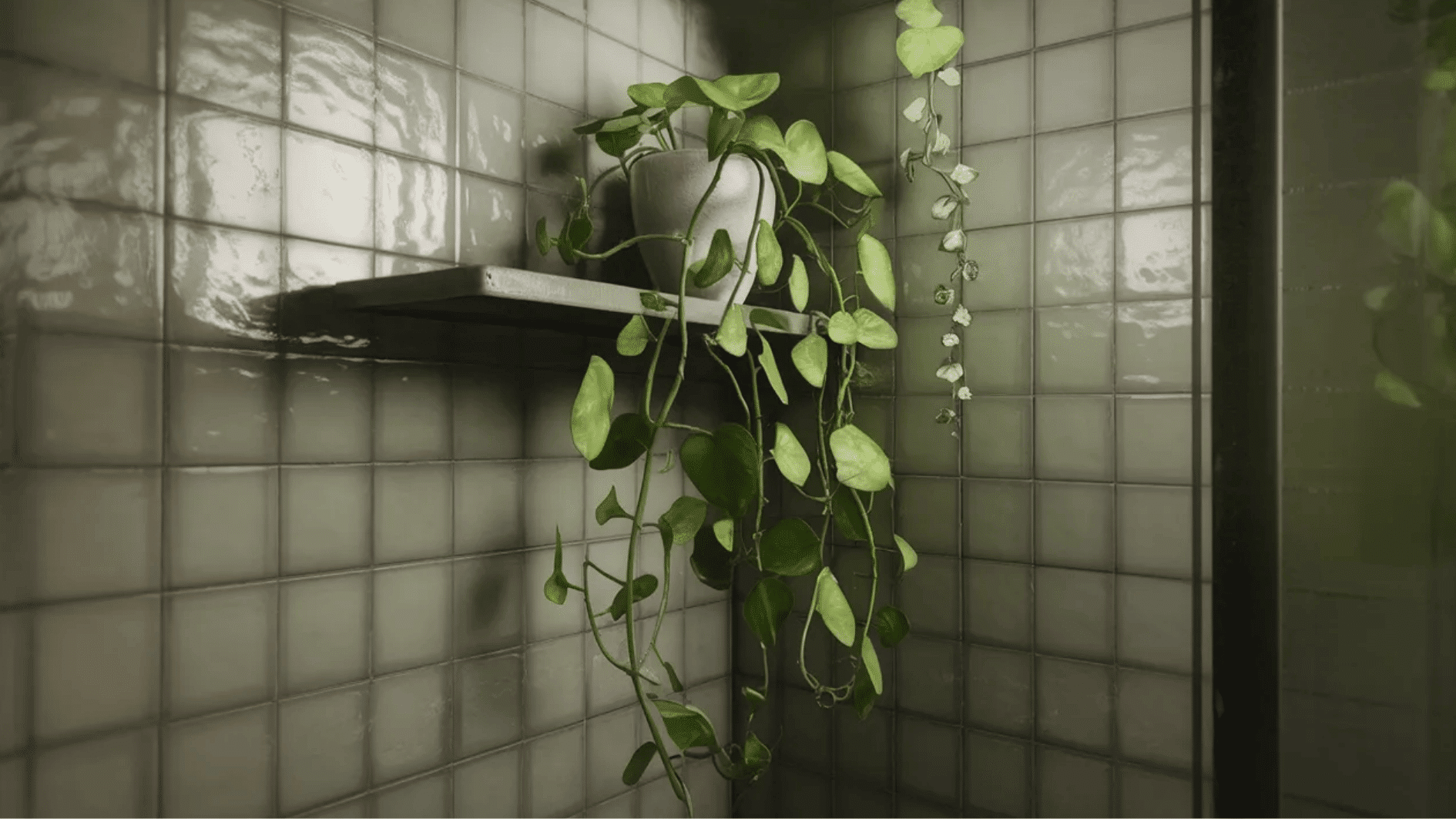 heartleaf philodendron trailing from shelf in tiled shower corner, lush green vines thriving in warm humid bathroom space