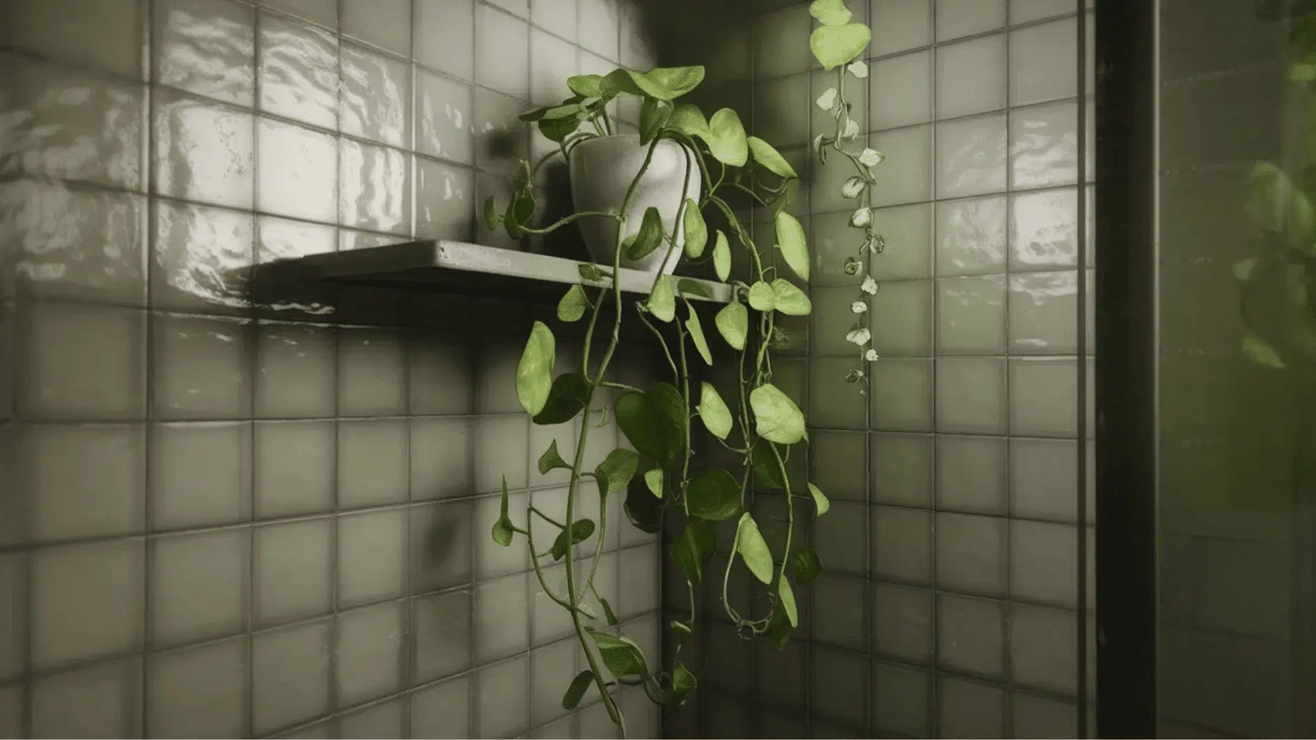 heartleaf philodendron trailing from shelf in tiled shower corner, lush green vines thriving in warm humid bathroom space