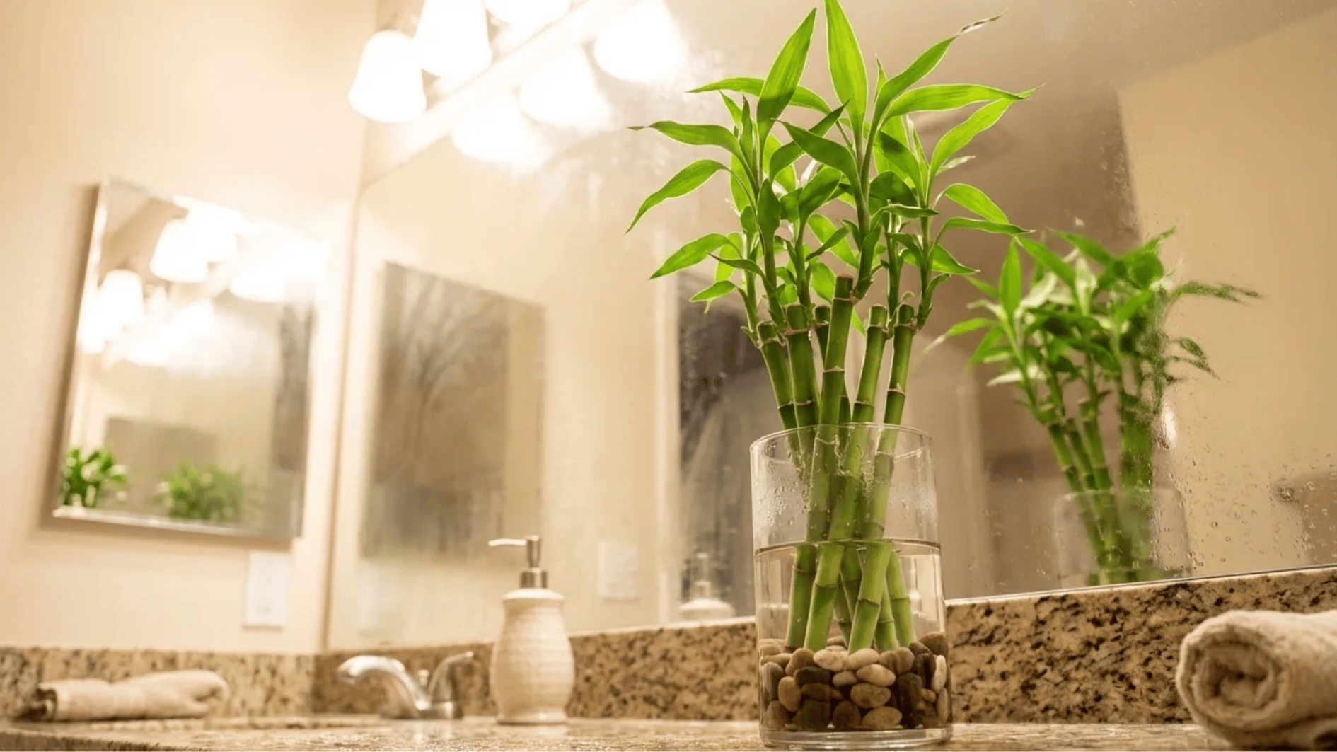 lucky bamboo stems in glass vase with pebbles on bathroom counter, fresh green leaves reflecting in mirror light