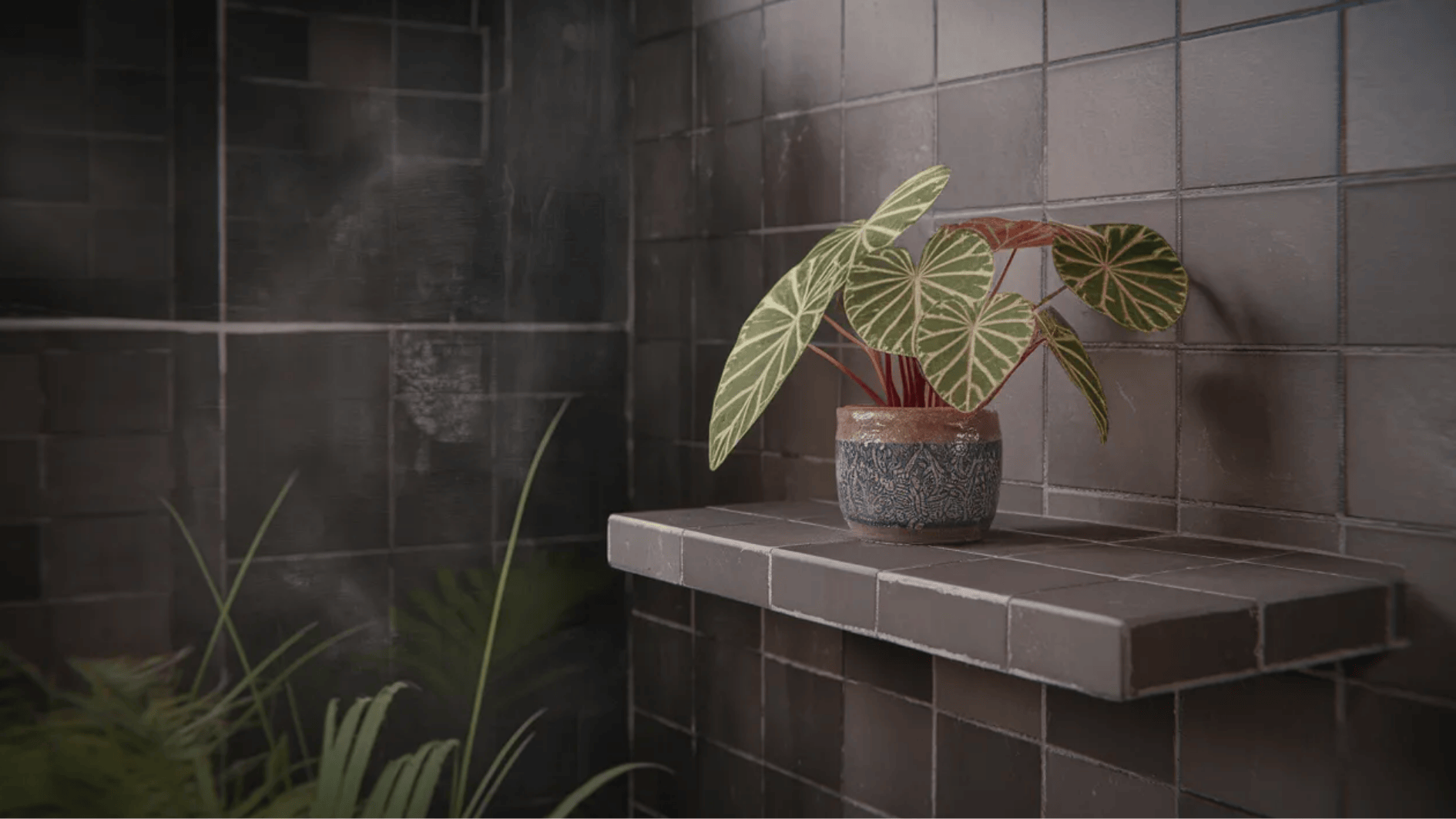 nerve plant in small ceramic pot on tiled bathroom shelf, bold veined leaves adding greenery to a dim humid space