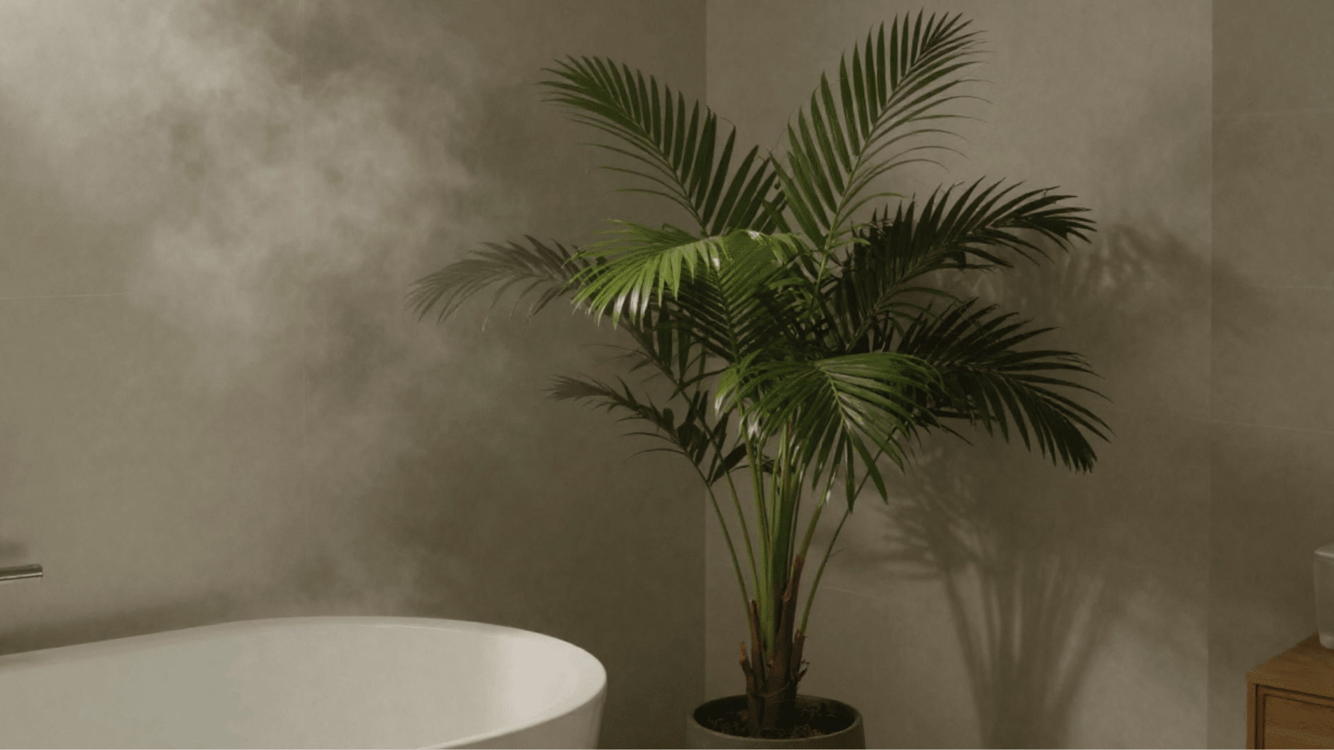 parlor palm in floor pot beside bathtub, lush fronds adding tropical greenery to a warm, humid bathroom corner space