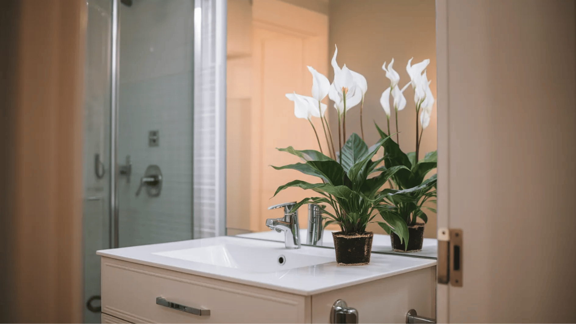 peace lily plant on bathroom vanity near sink and mirror, white blooms and glossy leaves brightening a modern space