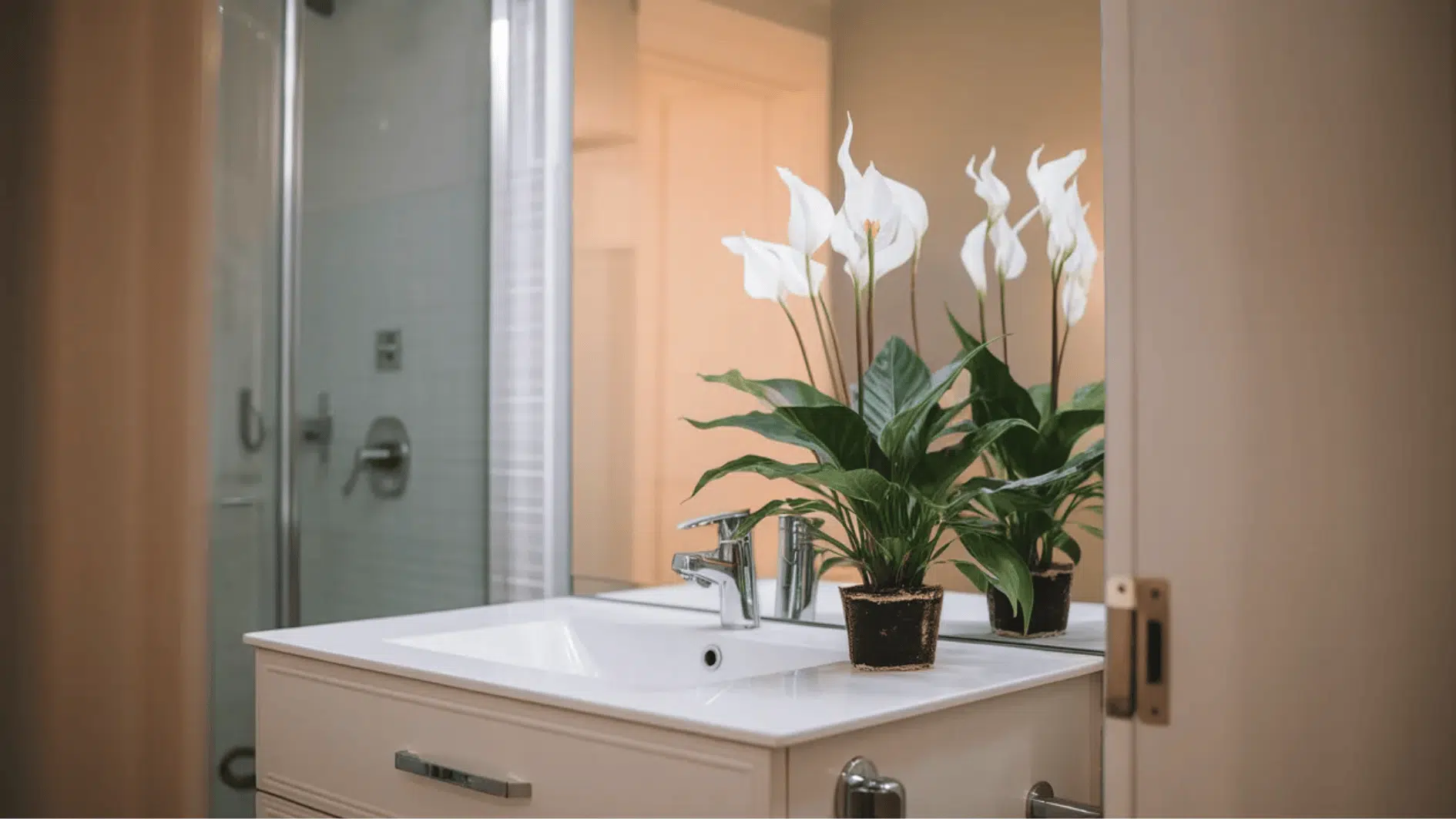 peace lily plant on bathroom vanity near sink and mirror, white blooms and glossy leaves brightening a modern space