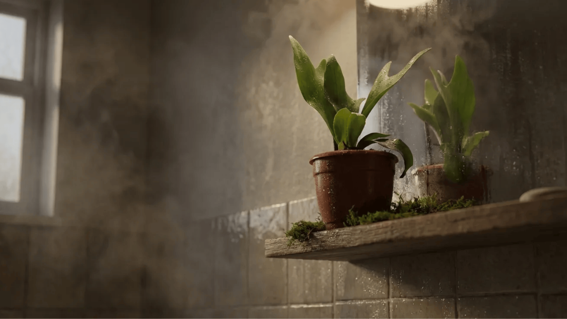 staghorn fern in small terracotta pot on bathroom shelf, unique antler-shaped fronds thriving in humid air