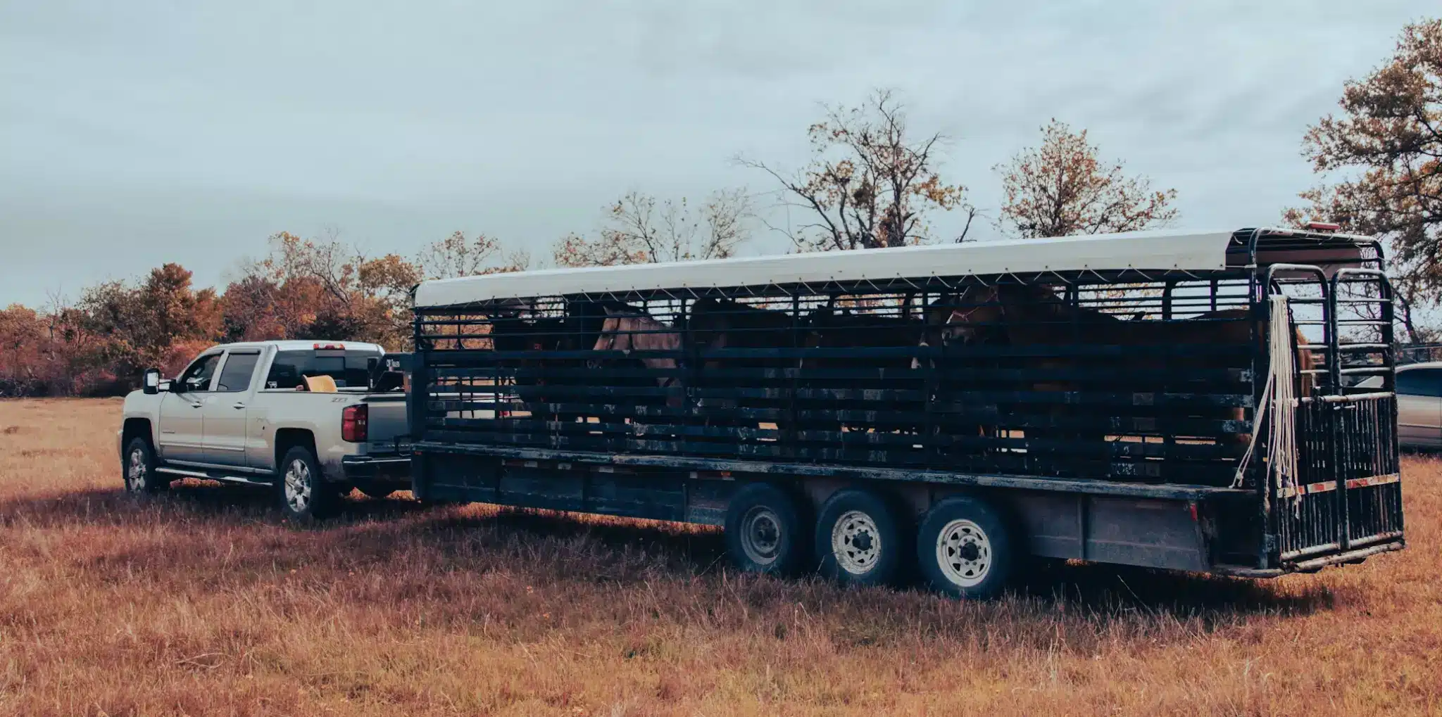 Pickup truck towing horse trailer on grassy field under cloudy sky