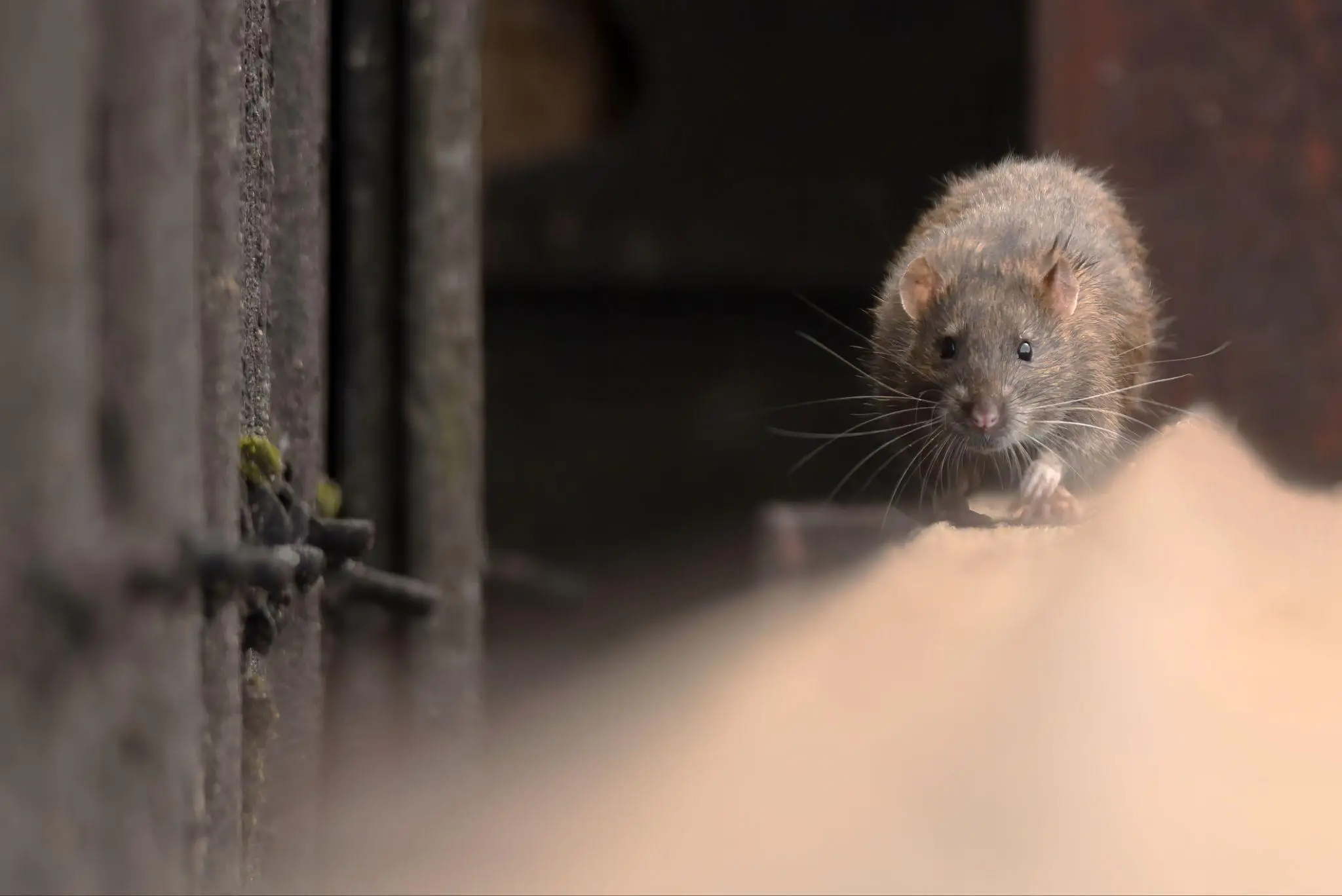 Brown rat on edge of wooden surface in a dimly lit indoor space