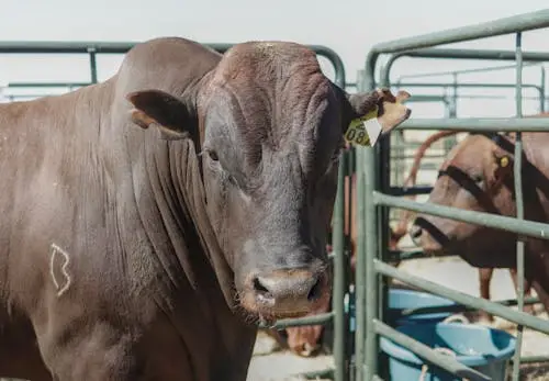 Brown cattle standing in a metal pen under bright sunlight on a farm