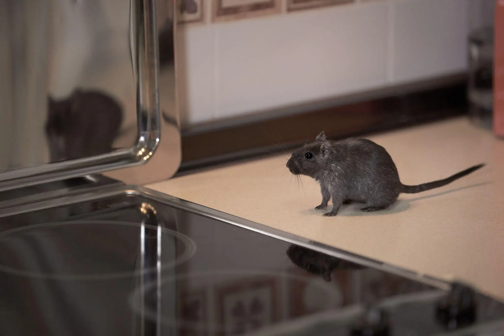 Mouse on a kitchen countertop beside a stovetop, with a reflection on metal surface
