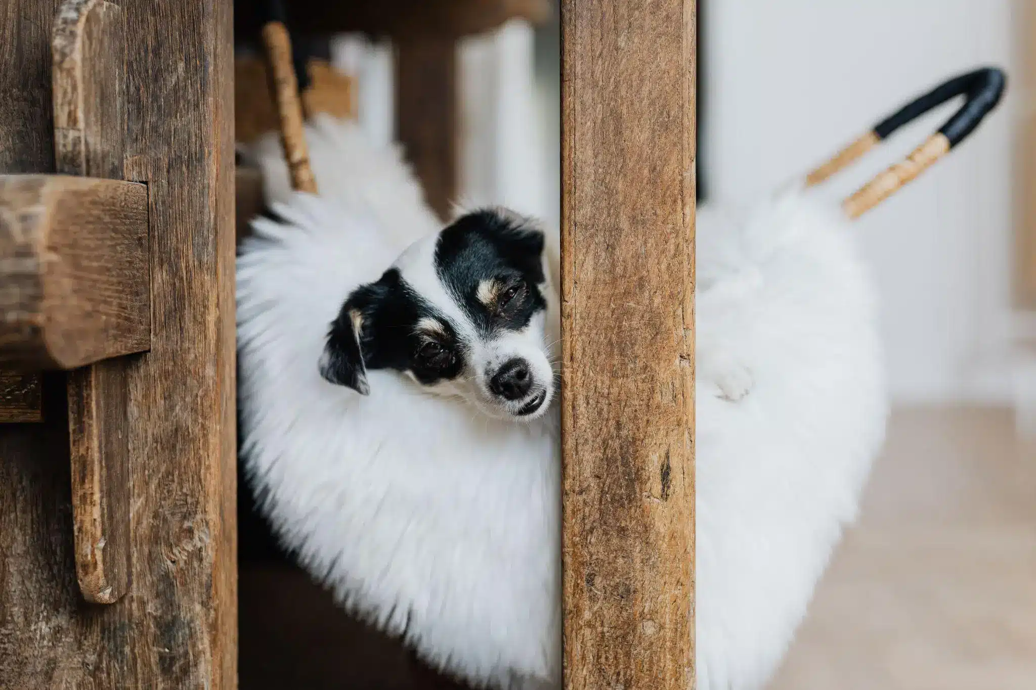 Black and white dog resting in fur-lined hanging chair indoors between wooden posts