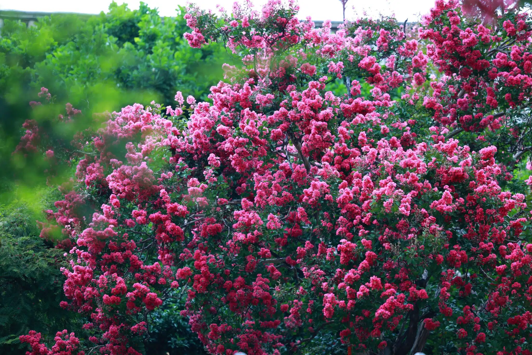 Why Crepe Myrtles Are a Favorite Landscape Tree and How to Keep Them Thriving