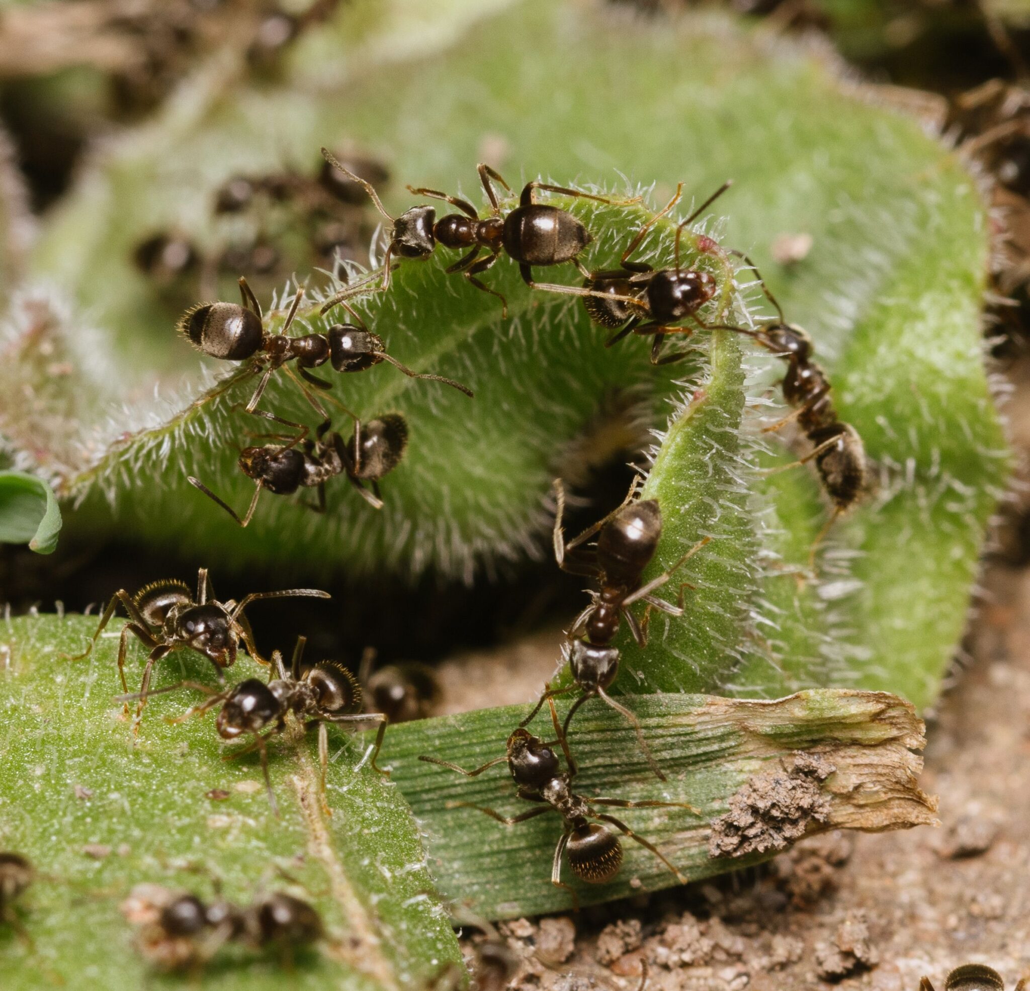 6 Summer Pest Problems That Can Seriously Damage Your Home and Yard