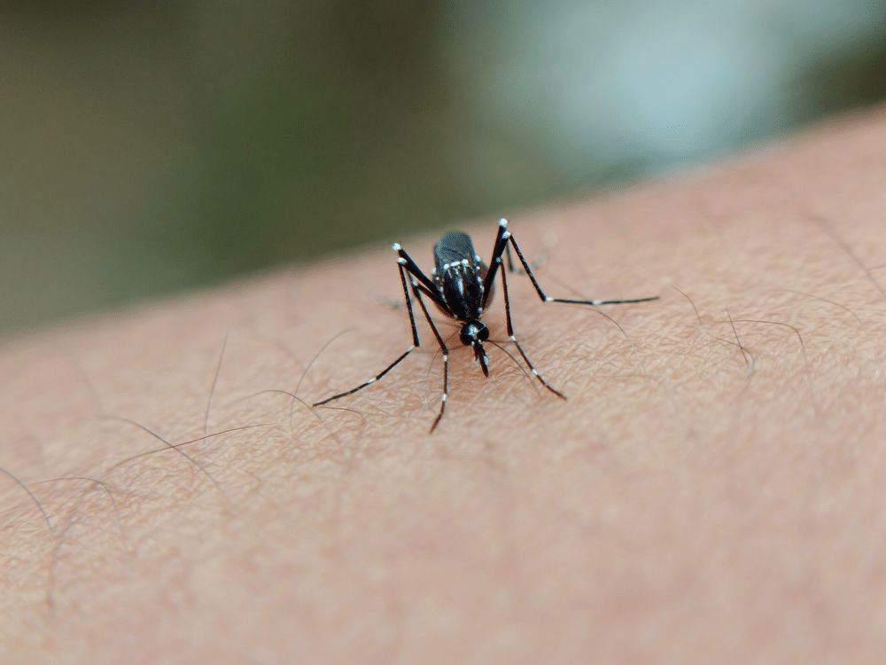 How to Pest Proof a Tiny or Modular Home