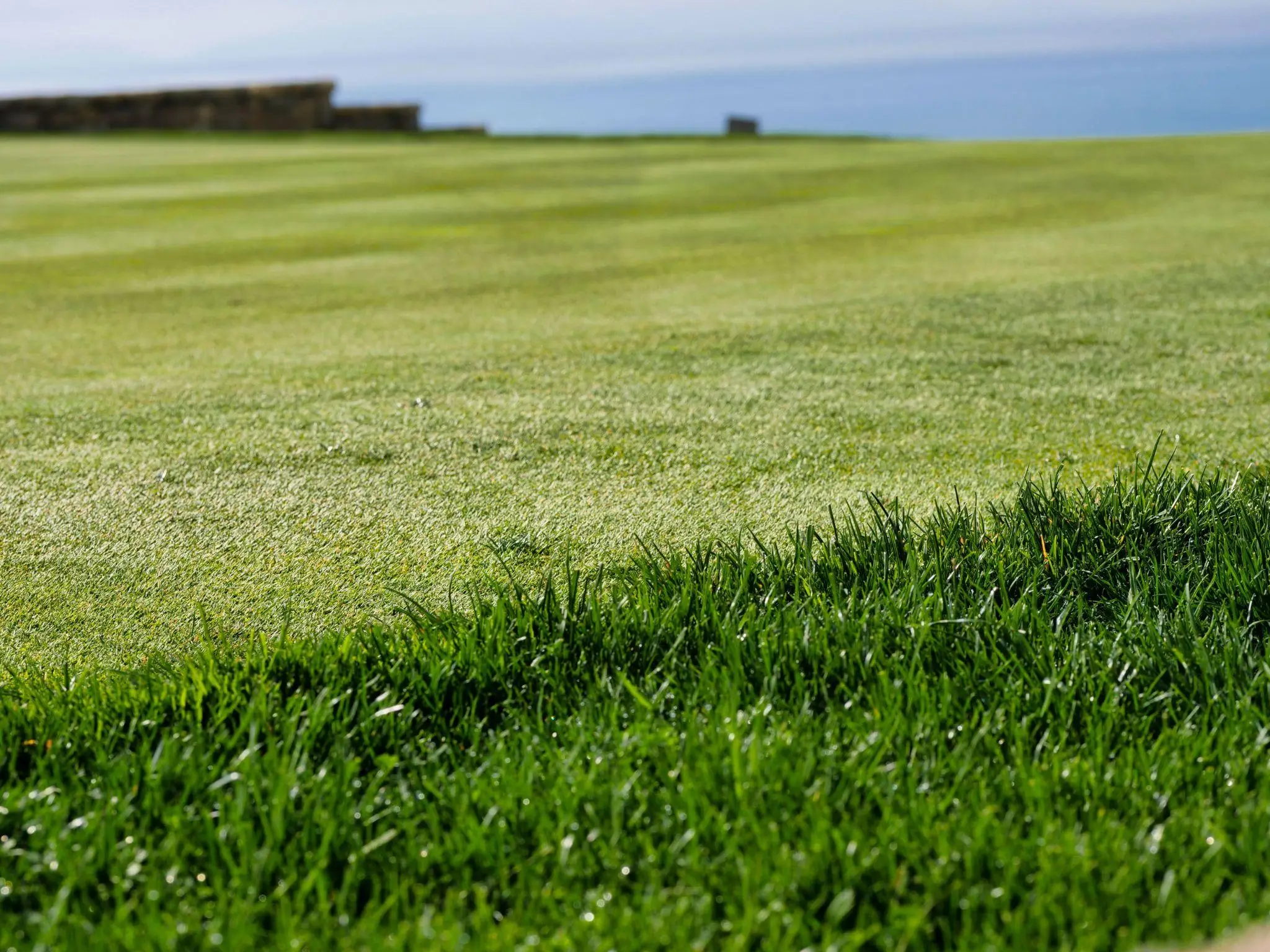 Lush green grass with ocean view in sunny outdoor setting