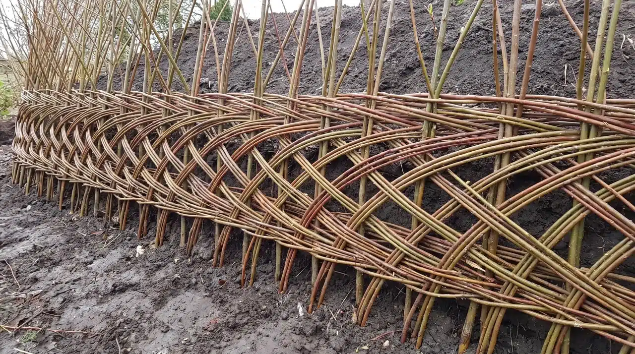 Dormant willow cuttings woven into a living wattle retaining wall and planted in moist soil.
