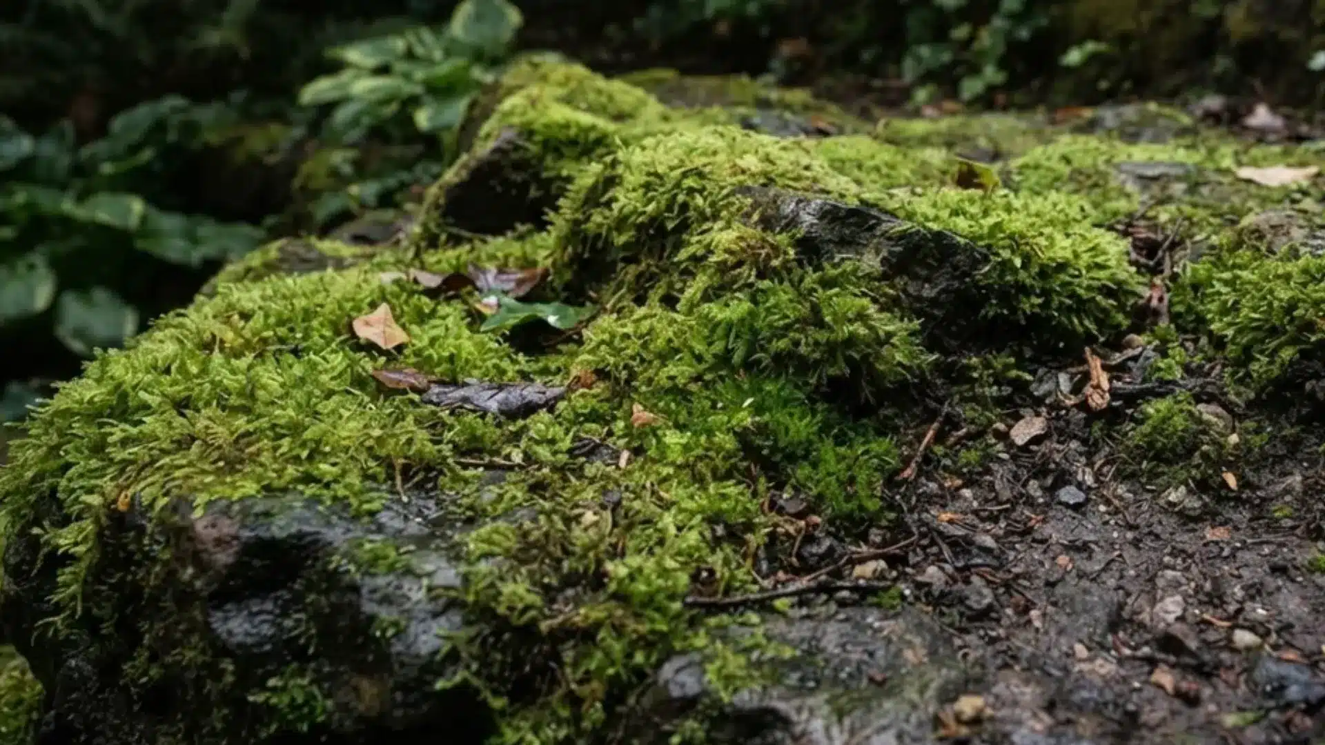 Green moss patches covering rocks and soil in a shaded corner of a backyard garden