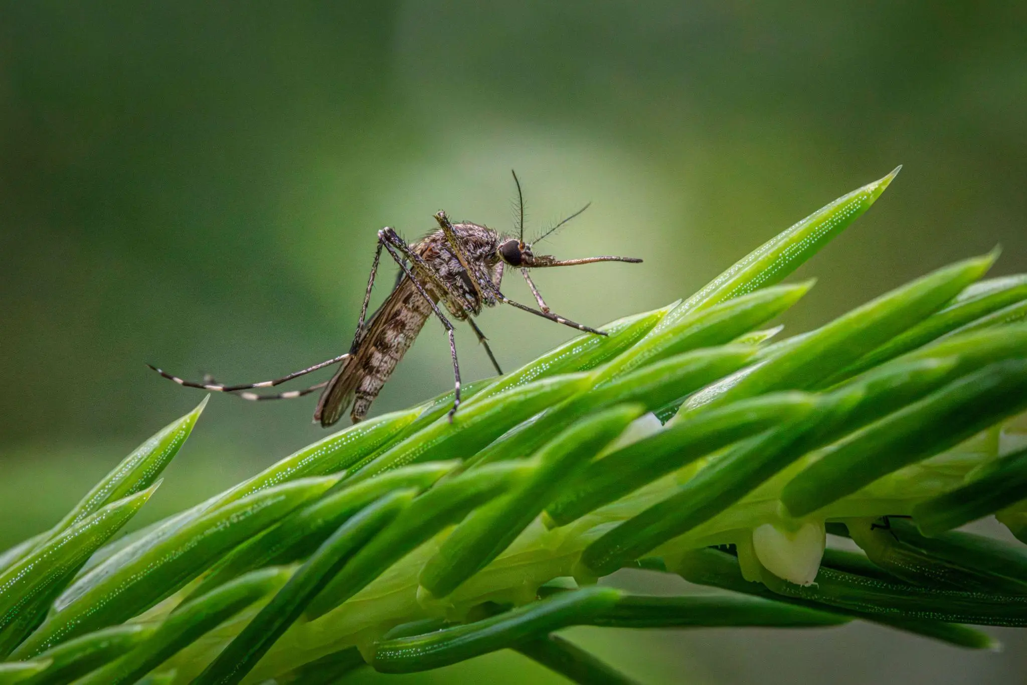 Close-up of a mosquito perched on green plant with blurred natural background