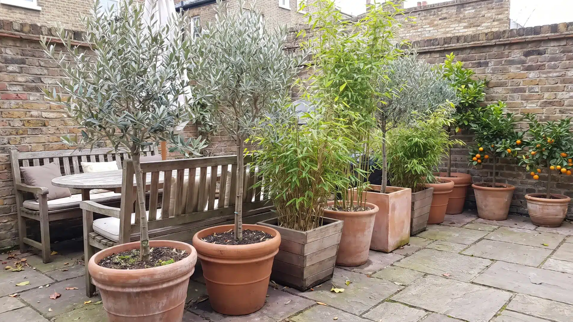 Row of potted trees forming a screening line along the exposed edge of a small patio