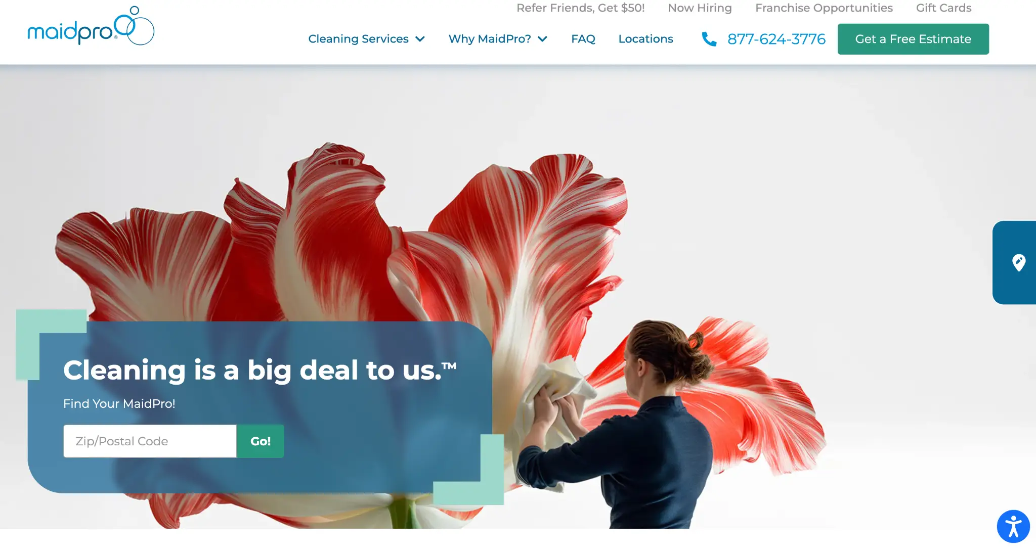 Person wiping giant red and white flower against plain background